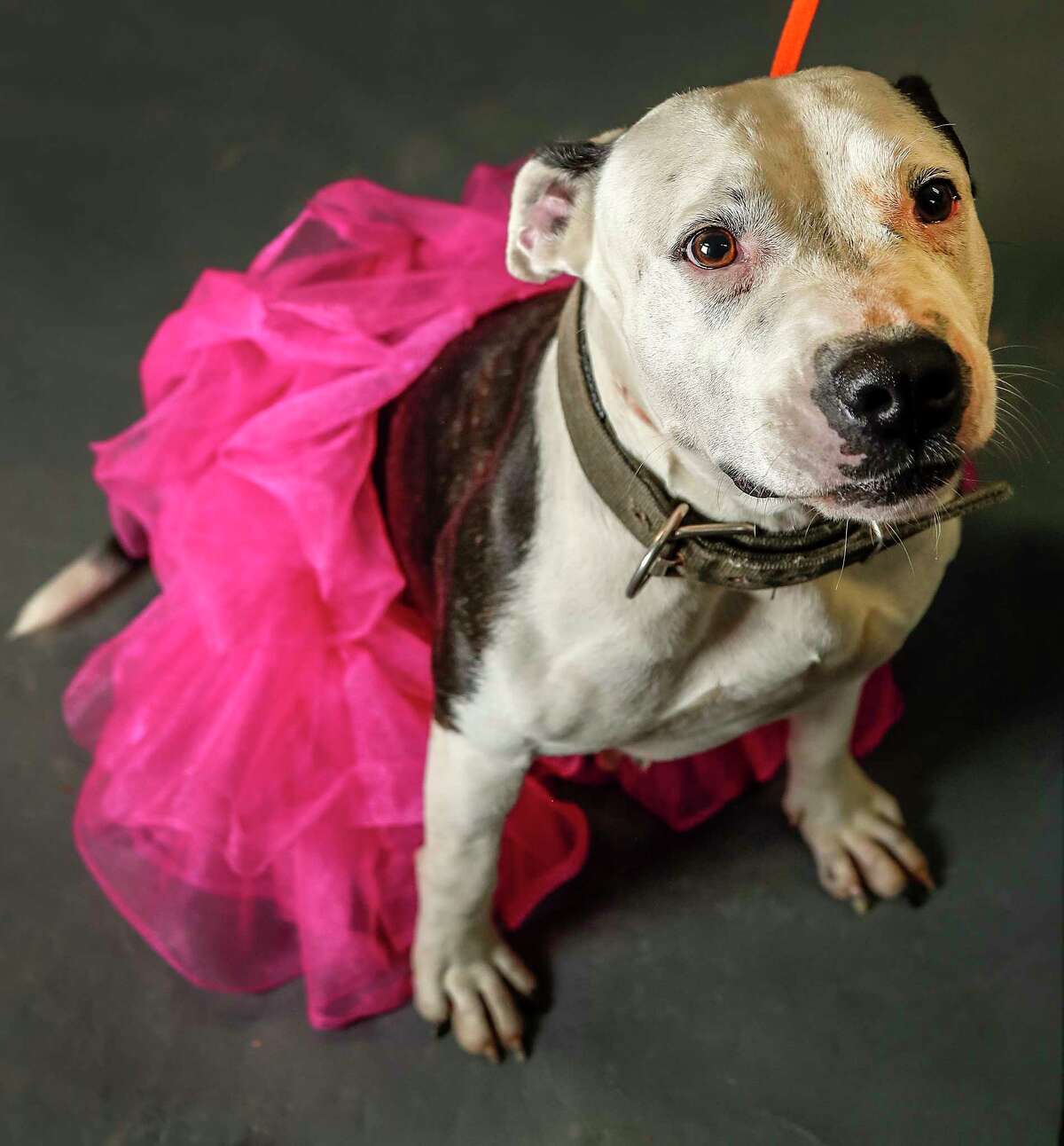 Barbie is a 5-year-old, female, American Pit Bull mix available for adoption at the Harris County Animal Shelter, in Houston. (Animal ID: A534300) Photographed Tuesday June 4, 2019. Barbie is 60 pounds of sheer lovebug. Loves treats and people, and she knows how to sit.