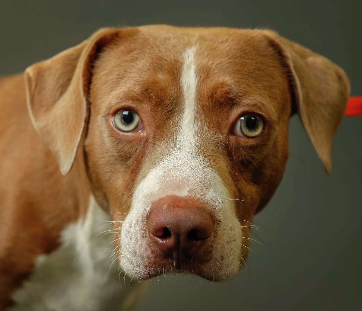 Texas is a 1-year-old, male, American Staffordshire mix available for adoption at the Harris County Animal Shelter, in Houston. (Animal ID: A534329) Photographed Tuesday June 4, 2019. Texas is very timid, he does not understand why he is in the shelter. He was surrendered by his owner because there were too many animals in the home.