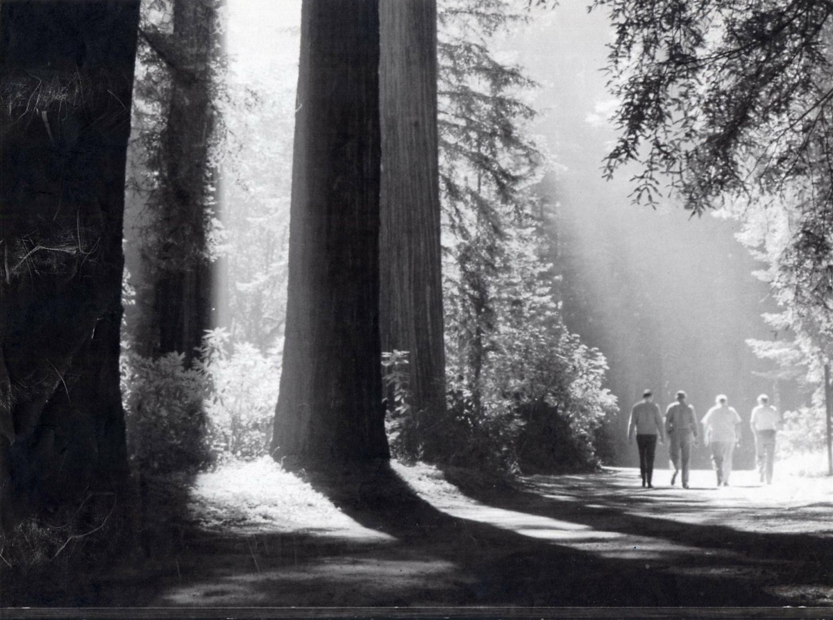 UPI JULY 11, 1986. TOWERING REDWOODS OF THE BOHEMIAN GROVE IN SONOMA COUNTY PROVIDE A PLEASANT SETTING FOR THE ANNUAL 2 WEEK ENCAMPMENT OF POLITICIANS, STATESMEN, BUSINESSMEN AND PROFESSIONALS WHO GATHER ON THE GROVE'S 2700 ACRES, 75 MILES NORTH OF SAN FRANCISCO. THE IDYLLIC SURROUNDINGS ARE WHERE THE BOHEMIAN CLUB'S AMERICAN MALE NOBILITY DON THEIR GRUBBIES AND ACT LIKE SCHOOLERS.
