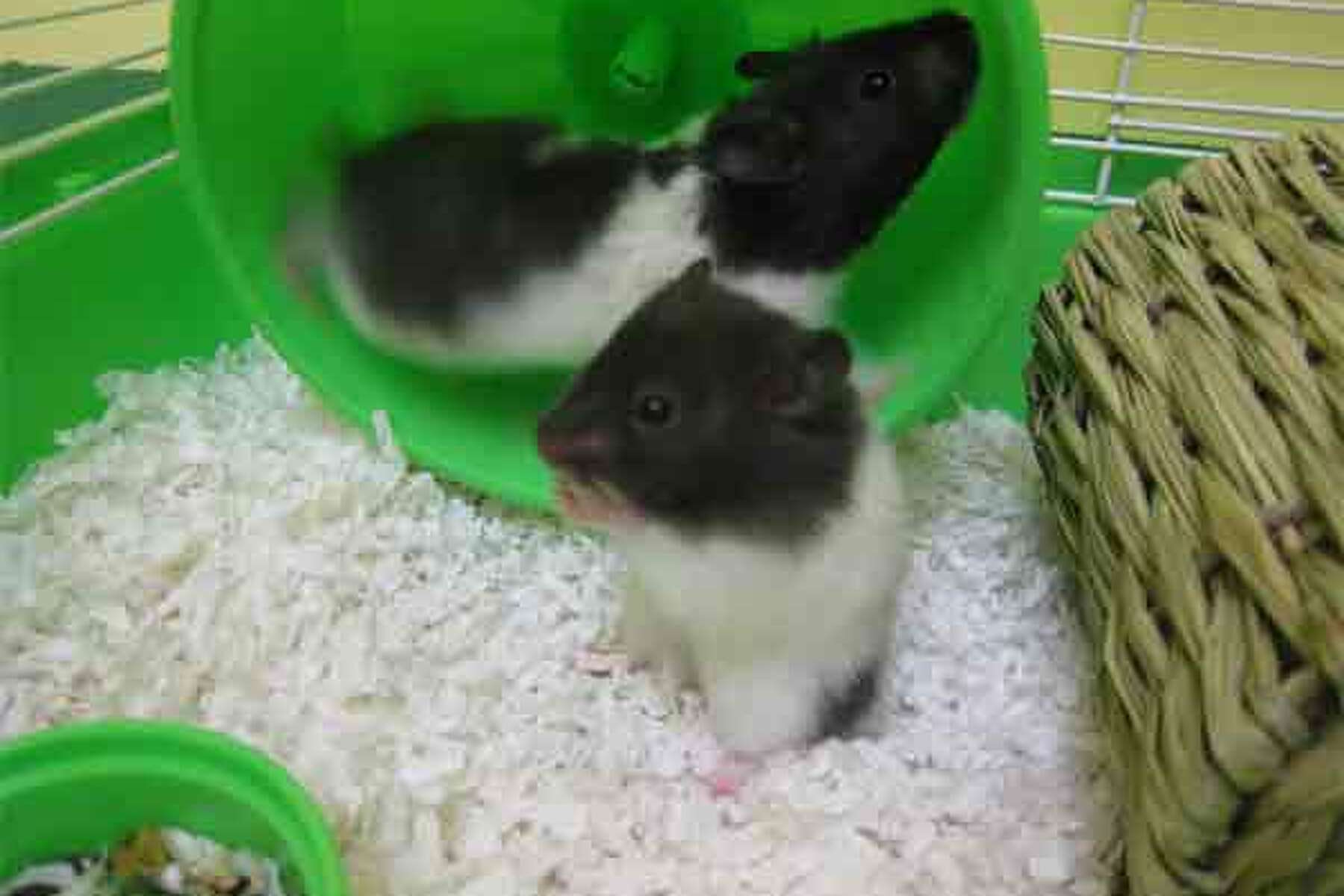 panda hamster