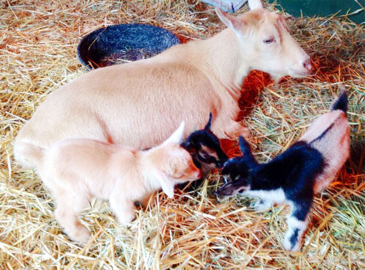 The three new baby goats (or kids) with their mother, Cupcake, at Connecticut's Beardsley Zoo.
