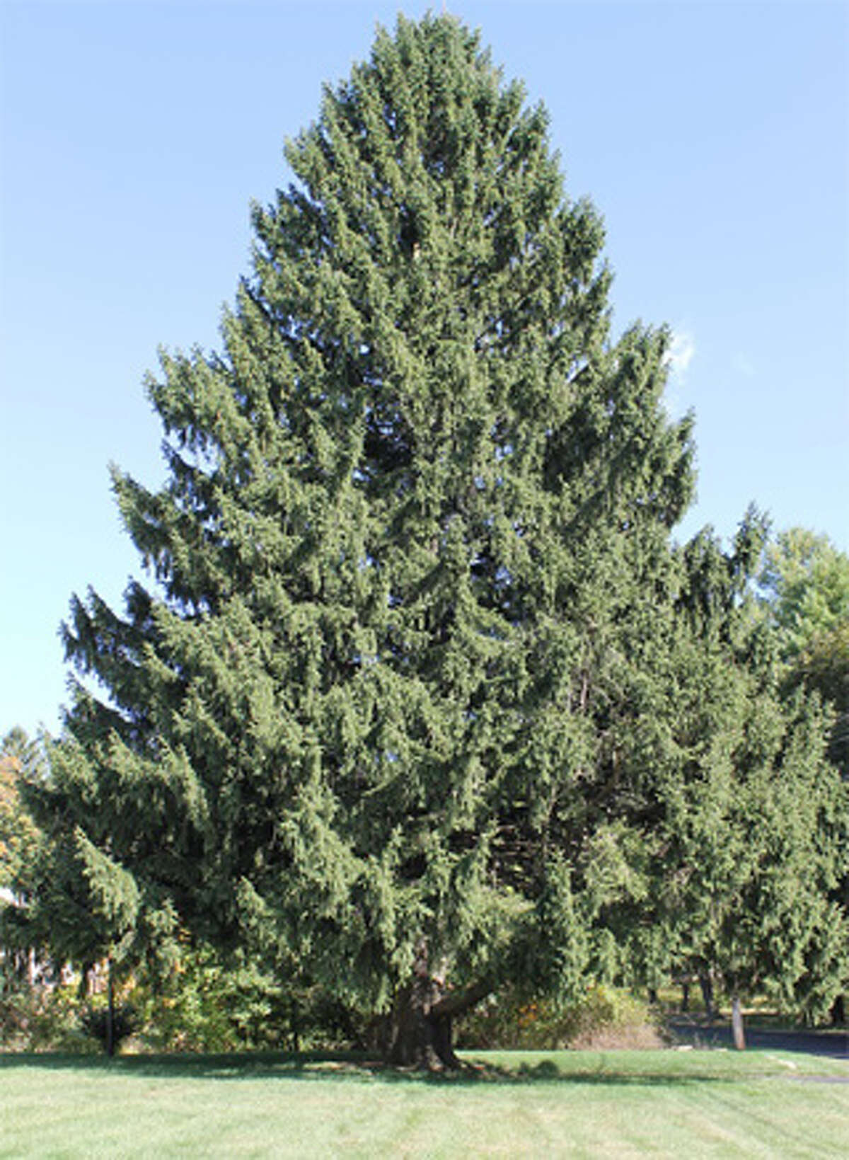 The Norway spruce in the Vargoshe front yard on Kazo Drive before it was cut down.