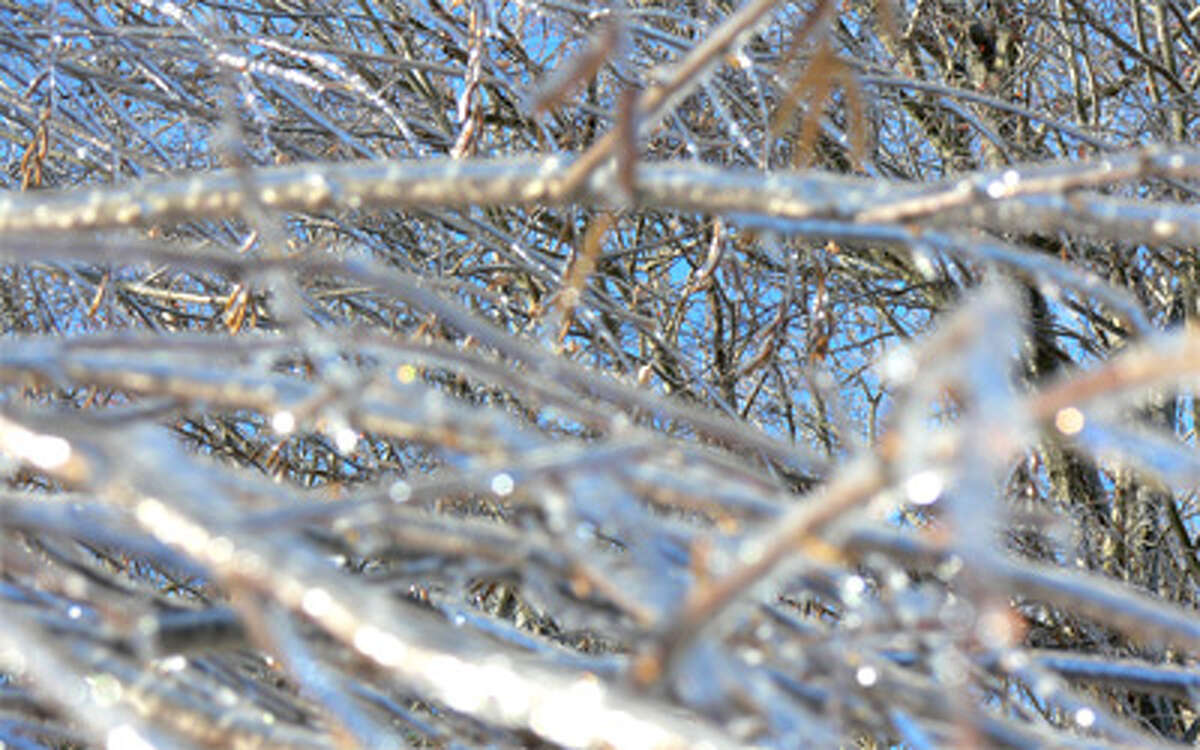 A tree in Shelton is covered with a thin layer of ice from the snowstorm Saturday.