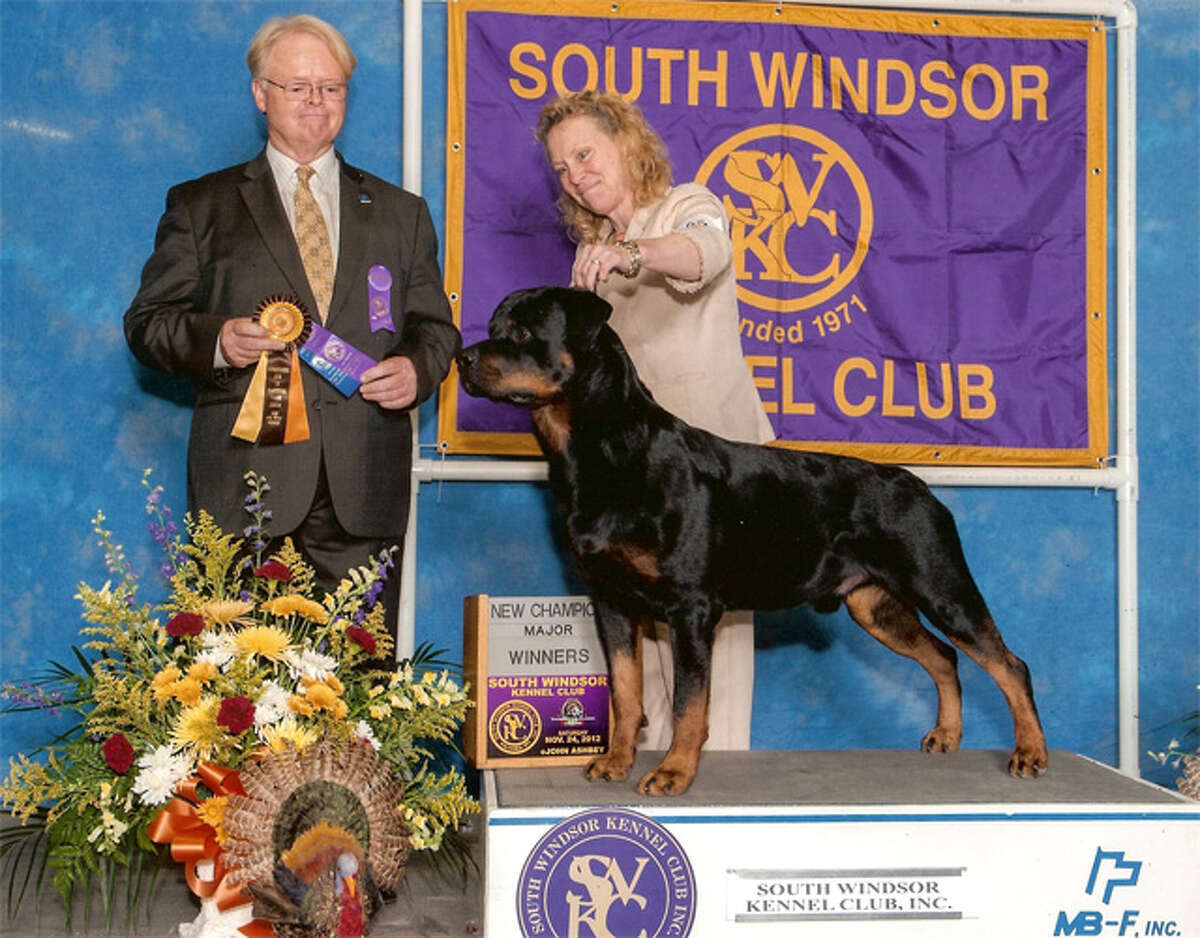 Shelton resident Laura Wells with her champion Rottweiler, Bubba, at an earlier dog competition. Wells is president of Shelton’s Trap Falls Kennel Club.