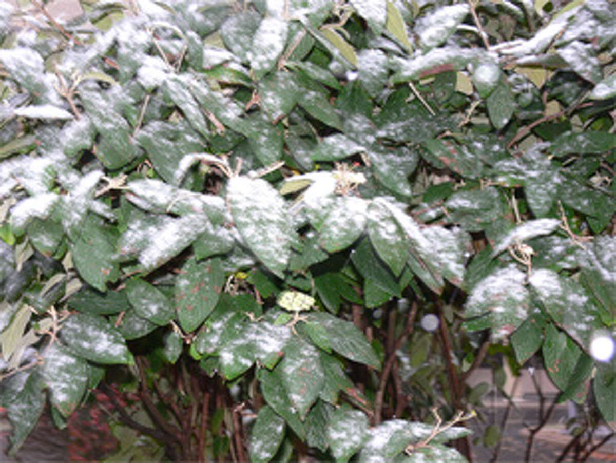 The snow is visible on top of shrubs in Shelton.