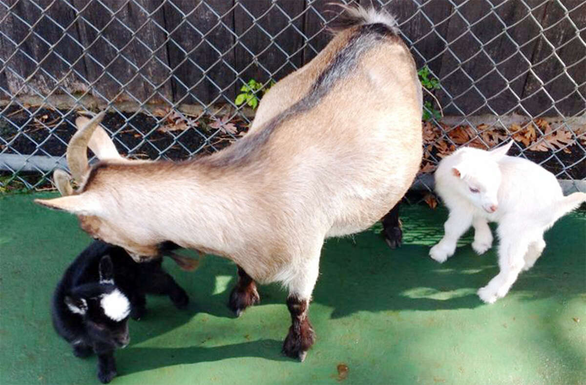 The two goat kids with their mother at the Beardsley Zoo.