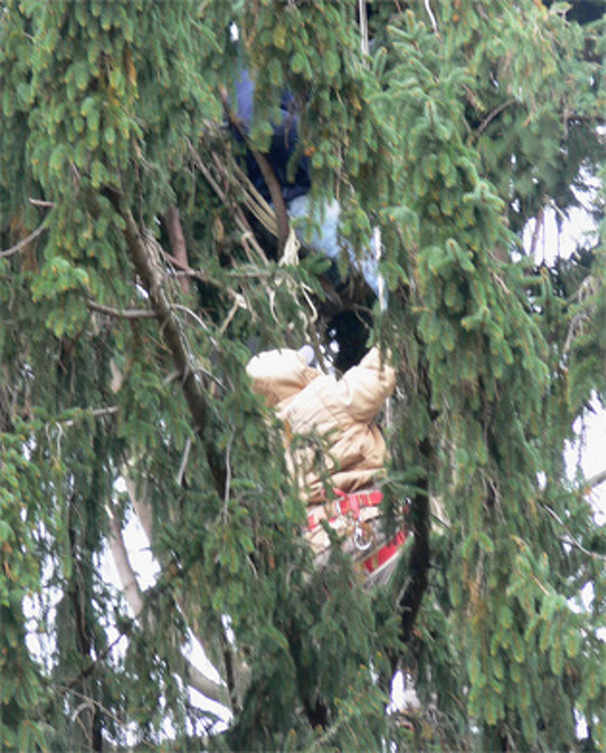 Two workers about 50 feet up in the Shelton tree on Wednesday early afternoon.