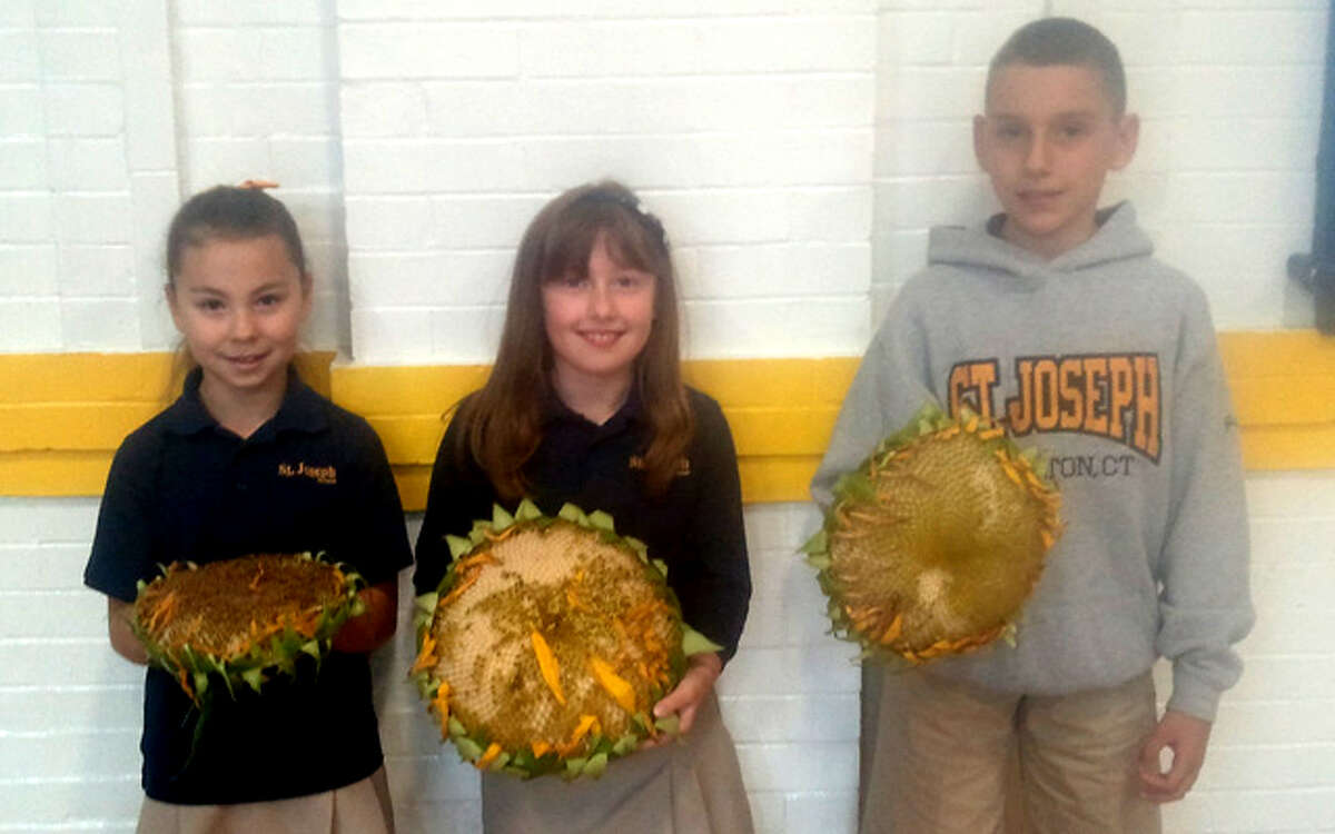 From left with their sunflower submissions, from left, are St. Joseph School students Emma Eschweiler, Chloe Garrow and Jason Brezosky.