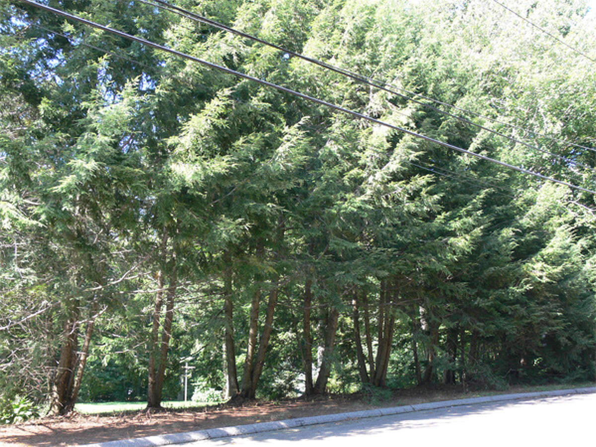 A view of the trimmed hemlock trees on Shelton resident George Bennett’s property near the road, taken in September, shows how his back yard now is visible from the street.
