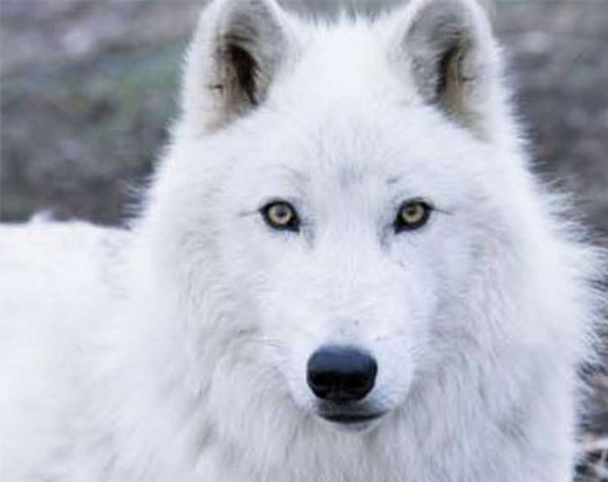 Atka, a wolf, will be at Shelton’s St. Joseph School on Sept. 14.