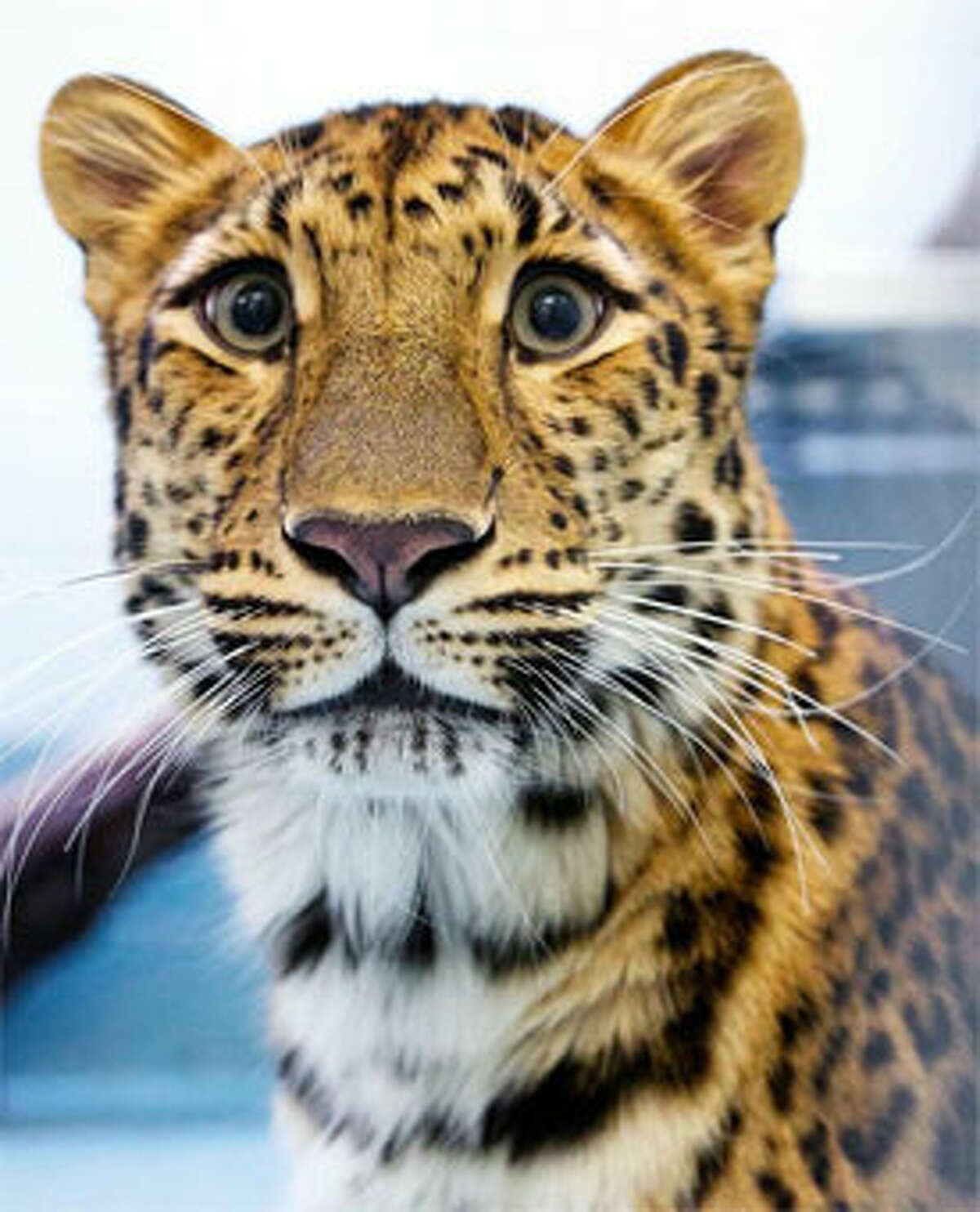 Sofiya, a rare Amur leopard now at Connecticut’s Beardsley Zoo in Bridgeport. (Photo by Shannon Calvert)