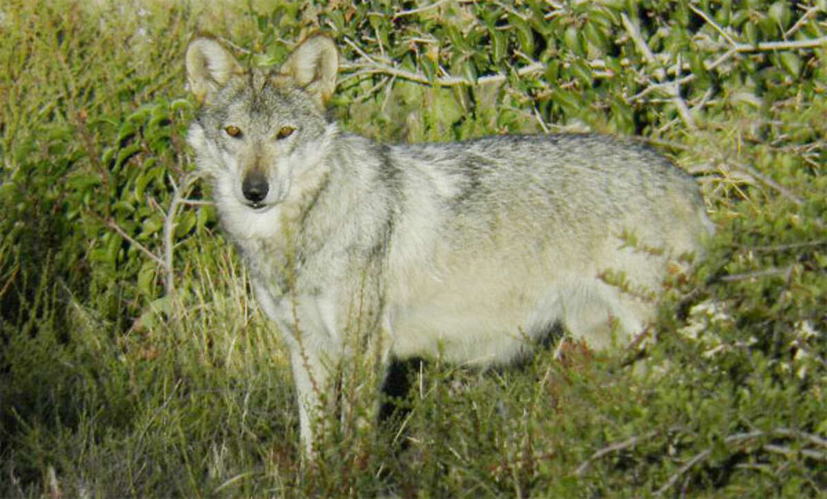 The Beardsley Zoo in Bridgeport now is home to three Mexican wolves, an endangered species shown here in the wild.