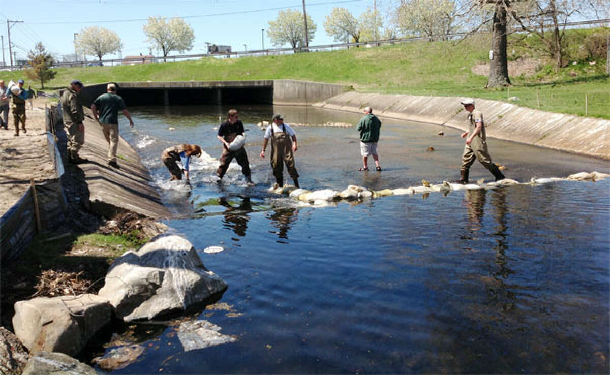 Beardsley Zoo staff and volunteers join state environmental workers in building an impairment to help fish migrate up the Pequonnock River despite the current low water levels.