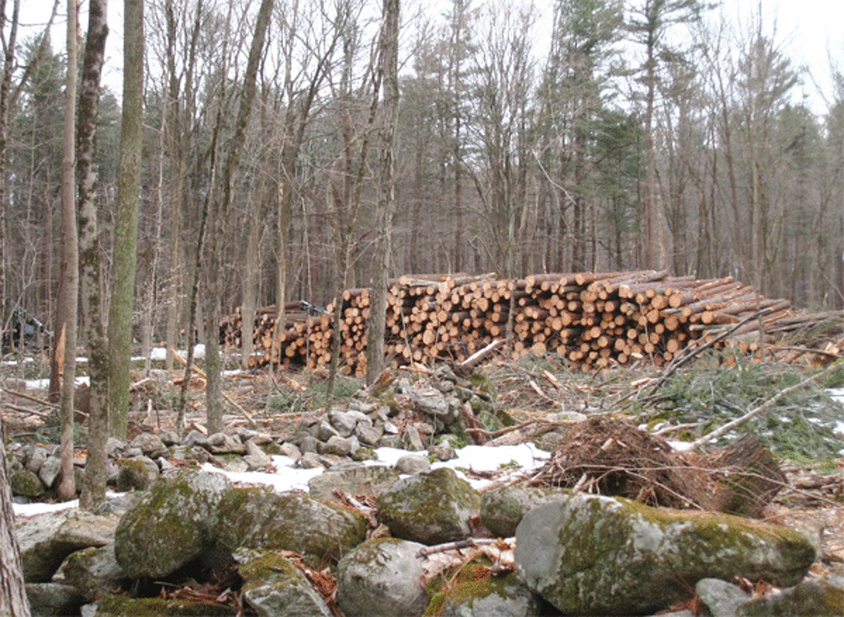 Forest regeneration efforts on Centennial Watershed State Forest land done in Easton has included removing trees by logging. (Photo by Laura Modlin)