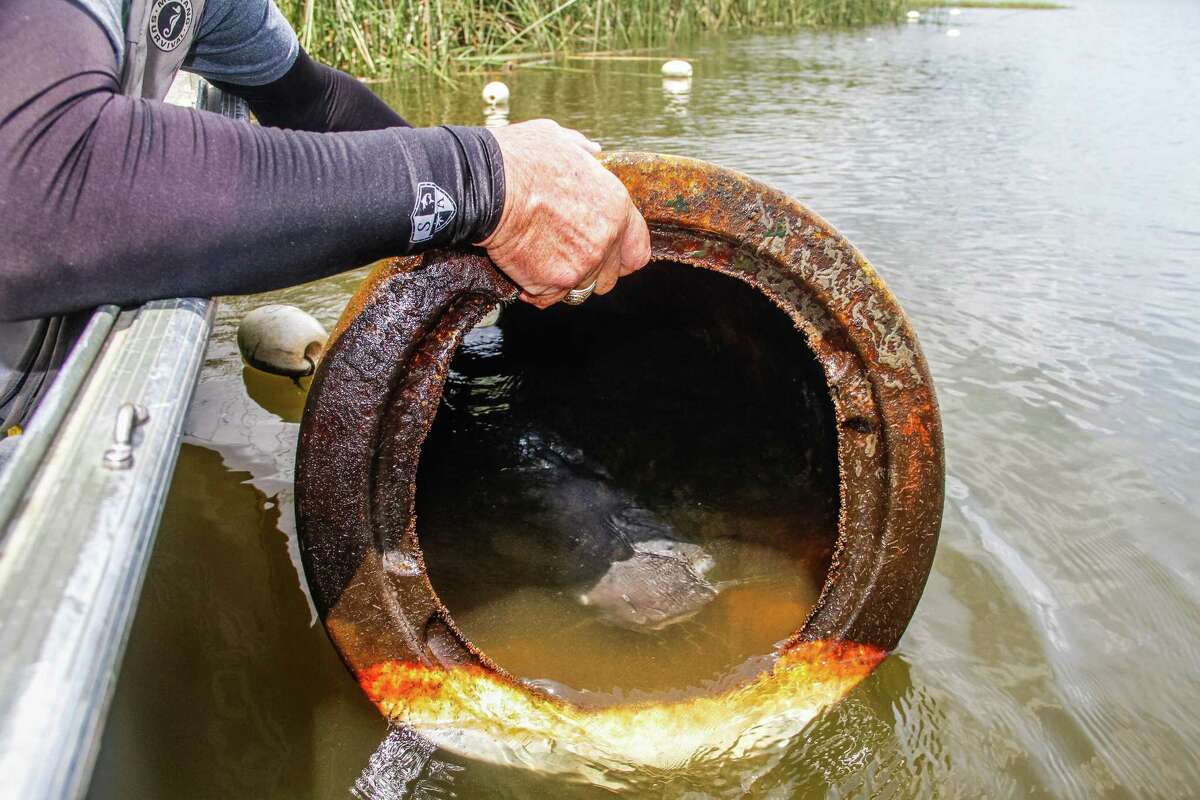A large adult channel catfish fins in one of dozens of "spawning barrels" state fisheries managers have placed in Huntsville State Park's Lake Raven as part of research into improving catfish reproduction in waters lacking the natural "cavities" spawning catfish require.