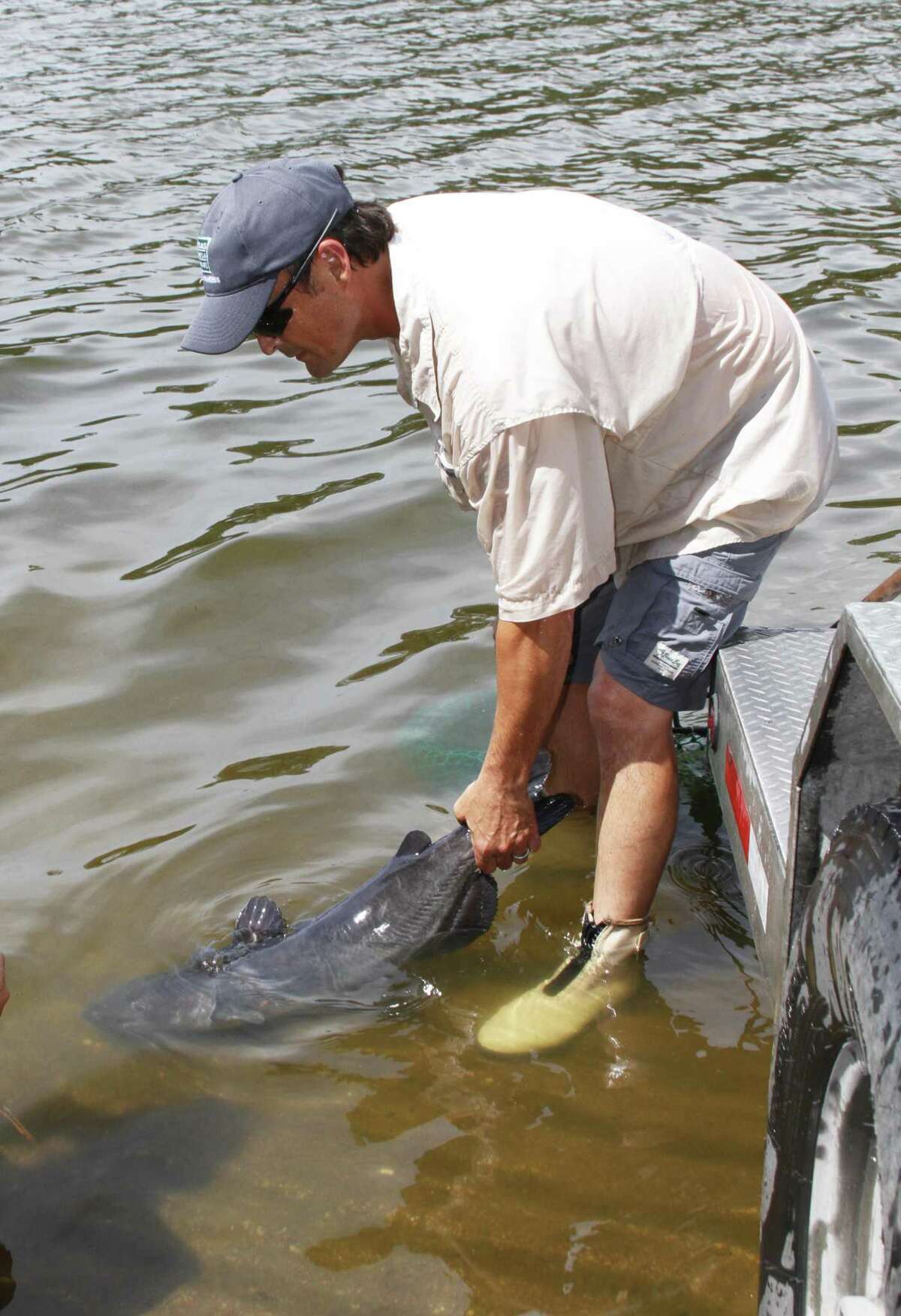 David Stephens  of Texas Parks and Wildlife Department releases one of  40 adult channel catfish stocked into 200-acre Lake Raven in Huntsville State Park after the 10-15-pound fish were "retired" as brood stock at the state's A.E. Wood Fish Hatchery.