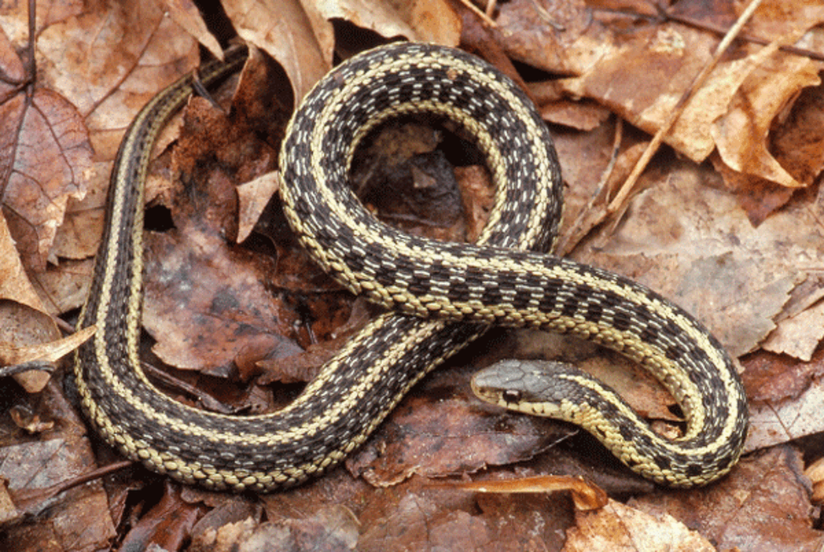 The gartersnake is perhaps the most common, widely distributed, and familiar of all North American snakes. It is found throughout Connecticut, sometimes in yards and even in urban areas. (Photo by Paul J. Fusco, DEEP Wildlife Division)