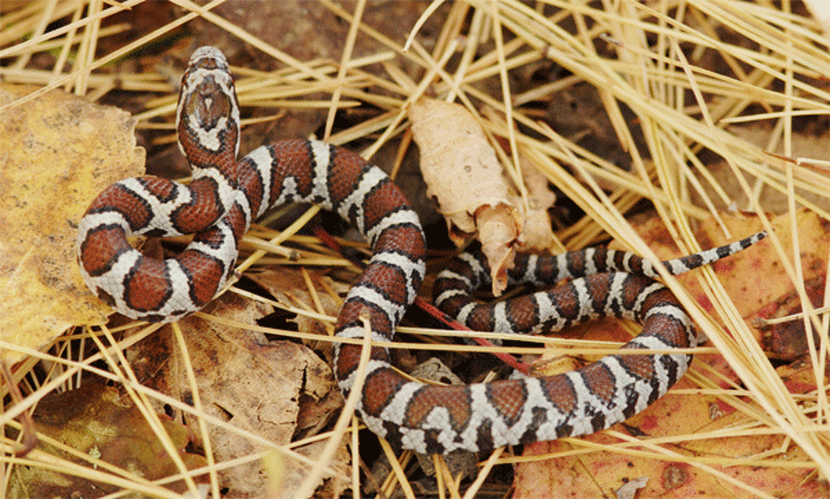 The non-venomous eastern milksnake can be found in Connecticut. (Photo by Paul J. Fusco, DEEP Wildlife Division).