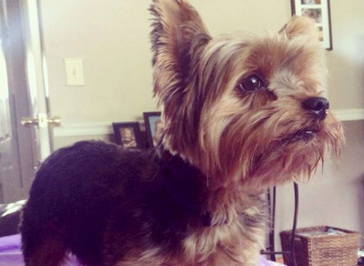 A Shelton family is looking for Curtis, their missing Yorkie.