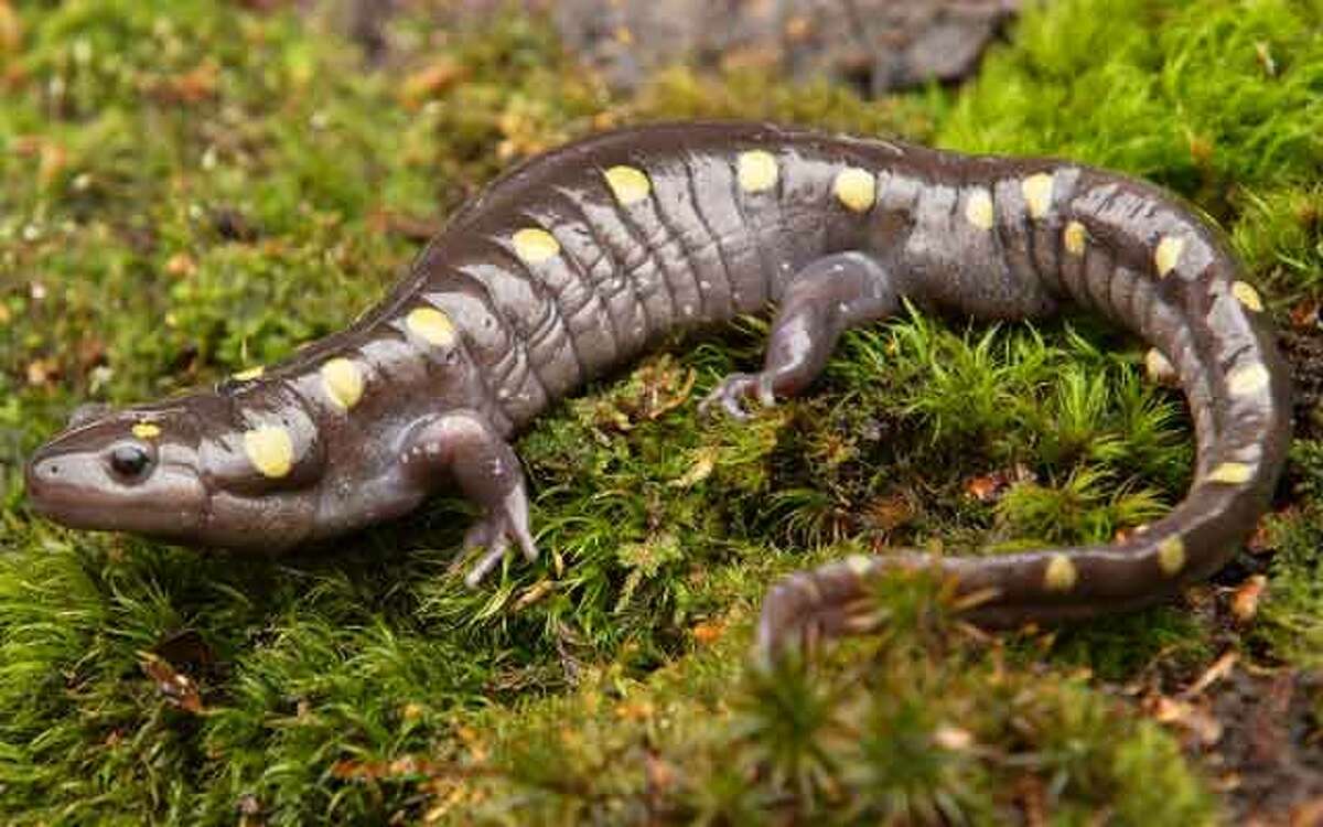 One of the surest signs of spring is the mass migration of spotted salamanders, which travel to their breeding pools with the season’s first warm rains.
