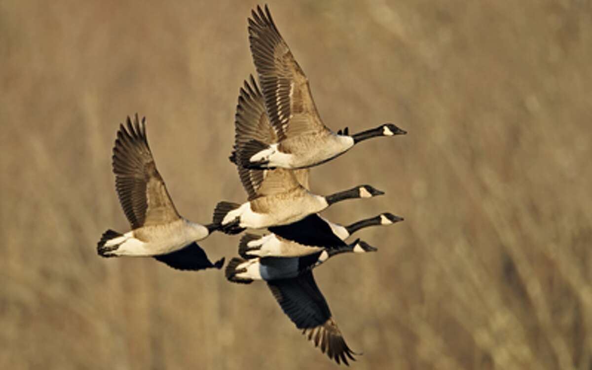 Canada geese fly over Connecticut.