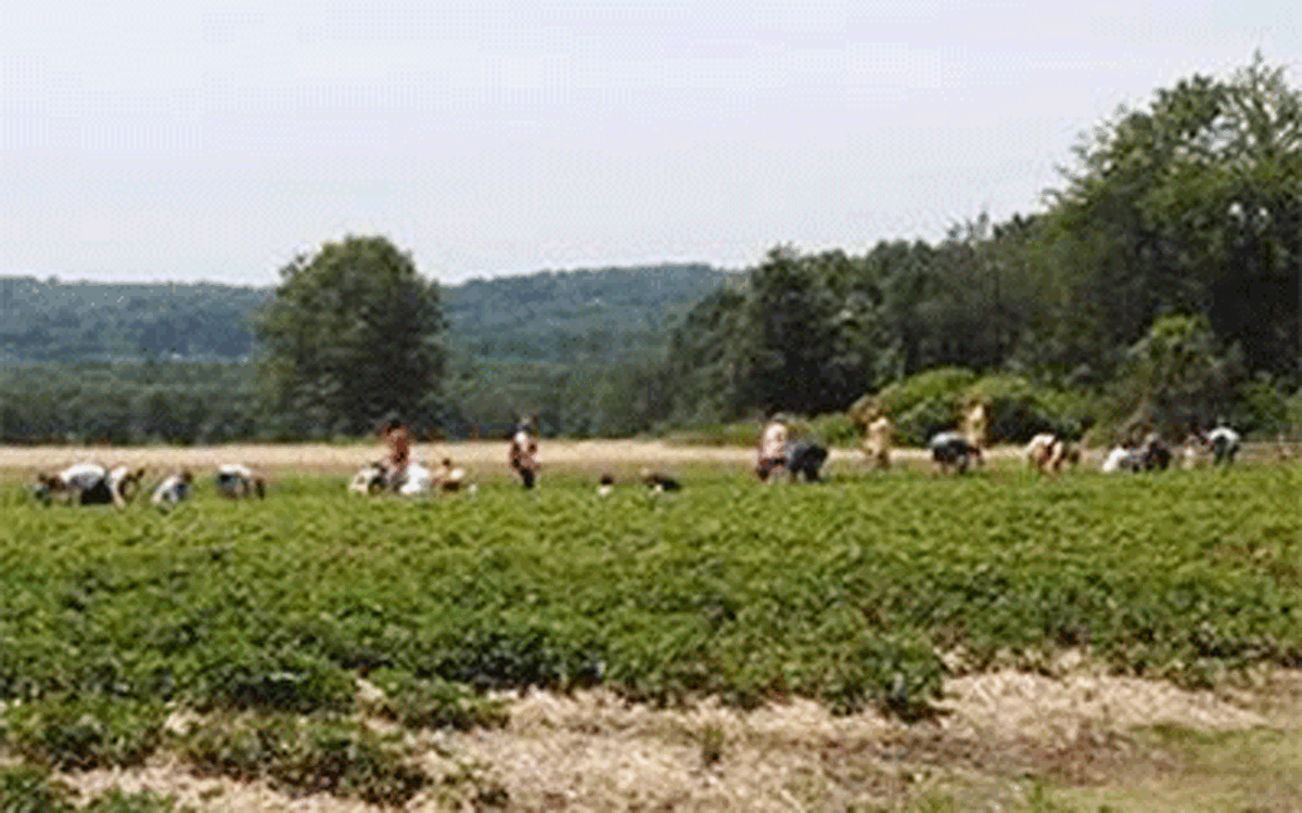 People picking strawberries at Jones Family Farms.