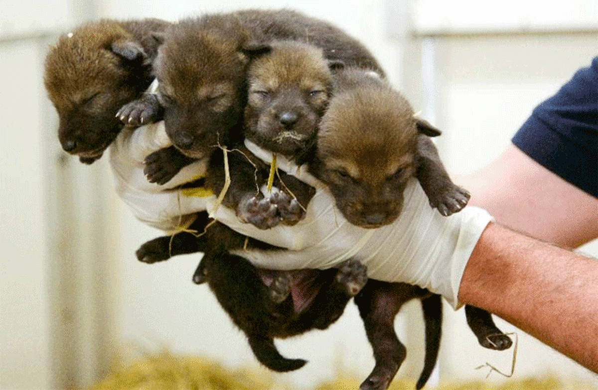 The four red wolf pups are born at Connecticut's only zoo. They are a critically endangered species.
