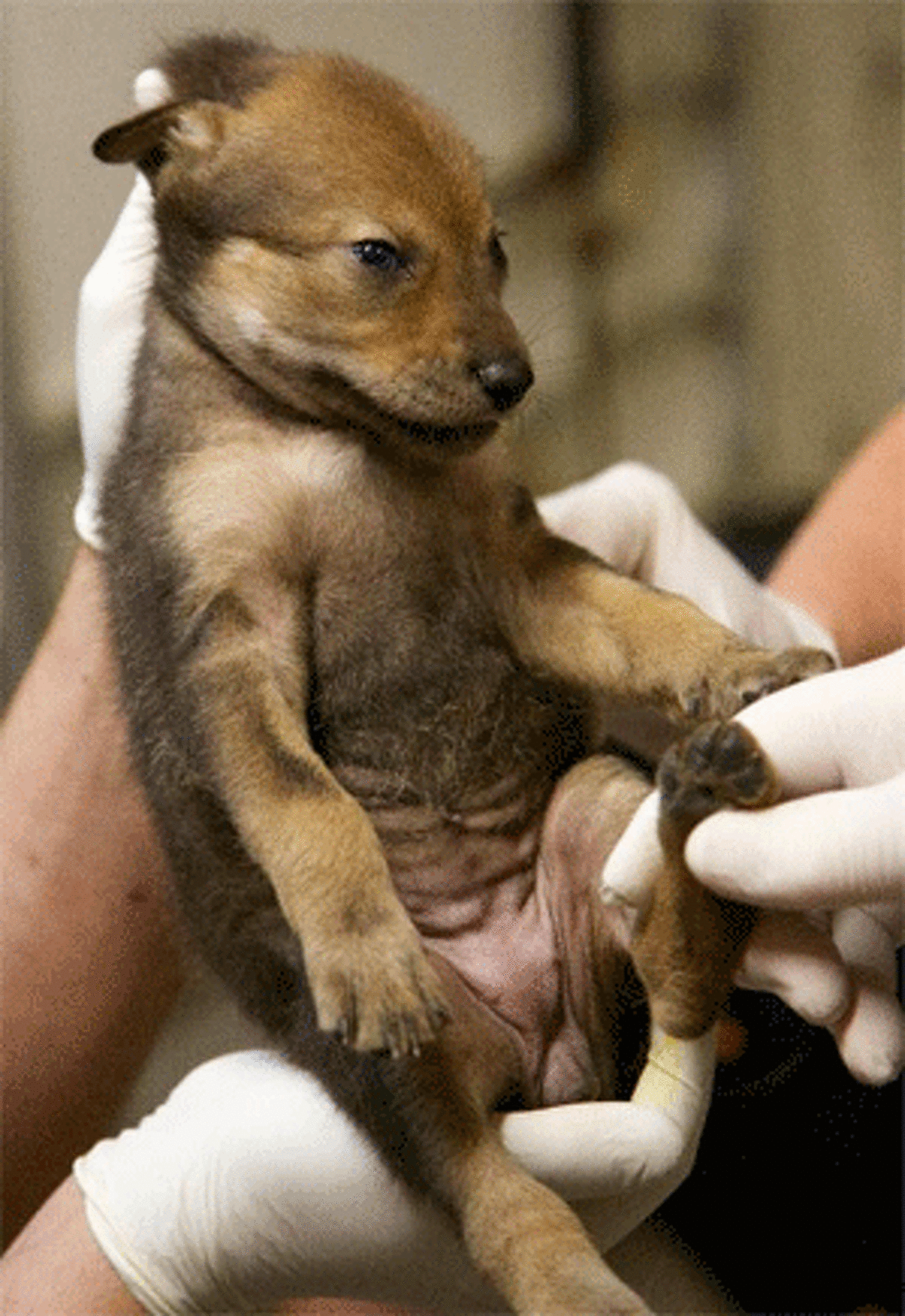 A red wolf pup during a later exam.