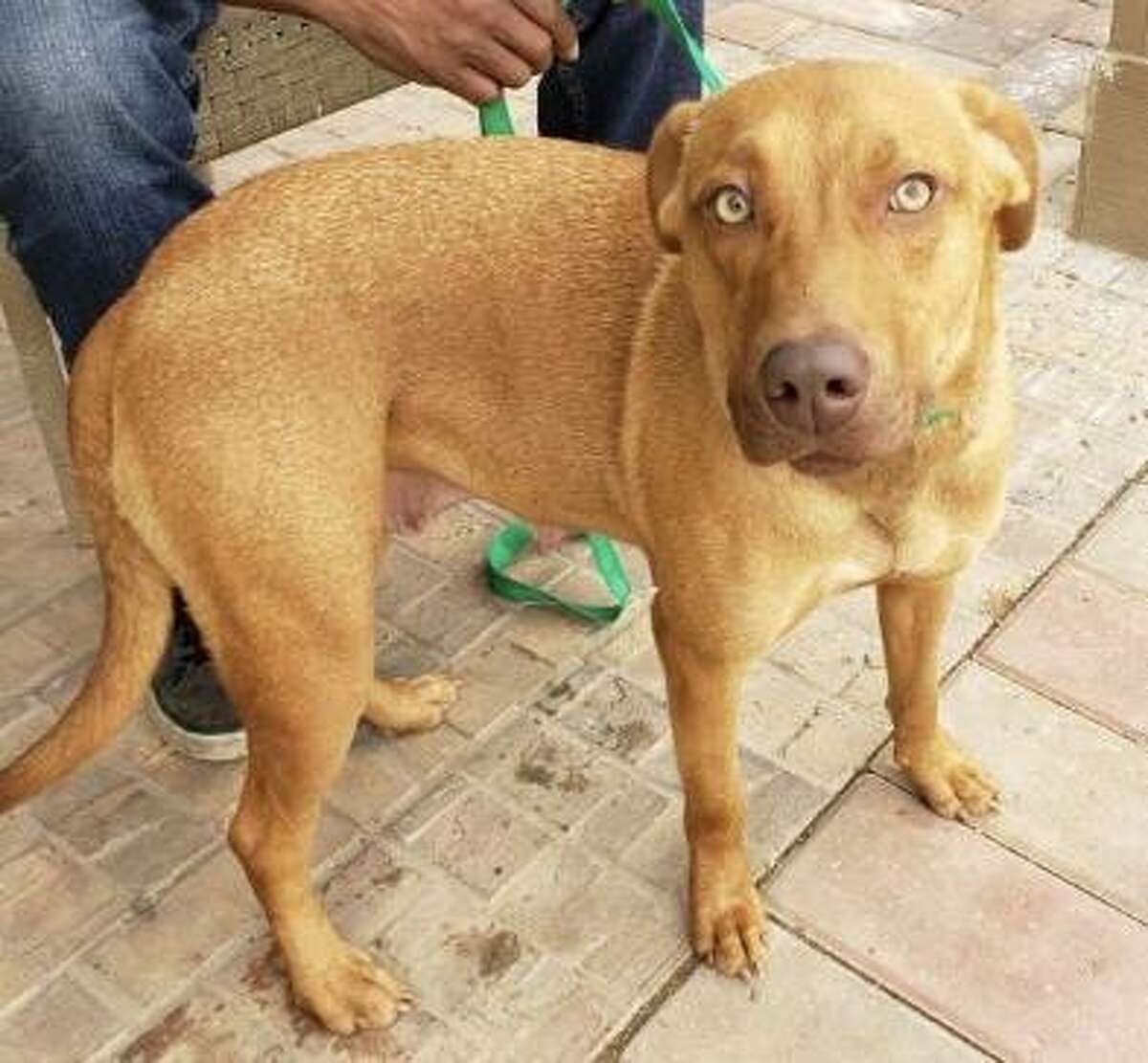 Animal Rescue Kingdom presents Kola, who needs a home Animal Rescue Kingdom presents Kola, who needs a home