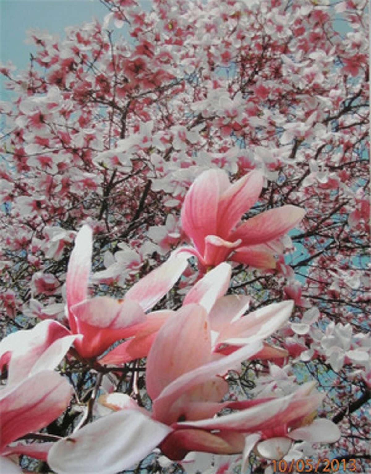 “Magnolia Tree” by Leonard Ames, one of last year’s photo contest winners.