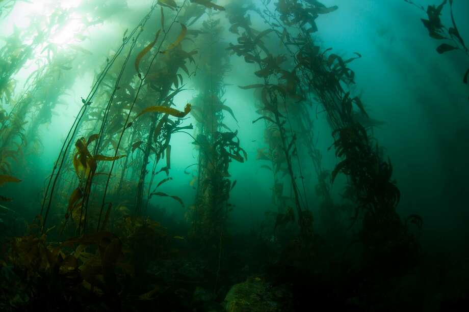 Giant kelp grows under water in Monterey Bay. A new study done at the Monterey Bay Aquarium and at the Monterey Bay Aquarium Research Institute reveals that there is more microplastic pollution deep down in the Monterey Bay as the Great Pacific Garbarge Patch.

The Great Pacific Garbage Patch contains up to 12 parts of microplastics per cubic meter of water, while parts of Monterey Bay contain up to 16 parts of microplastics per cubic meter of water. water, according to previous research and a new study done on the Monterey. Bay. Photo: Velvetfish / Getty Images / iStockphoto