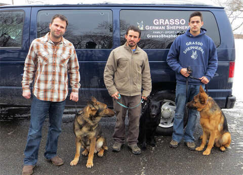 grasso german shepherds