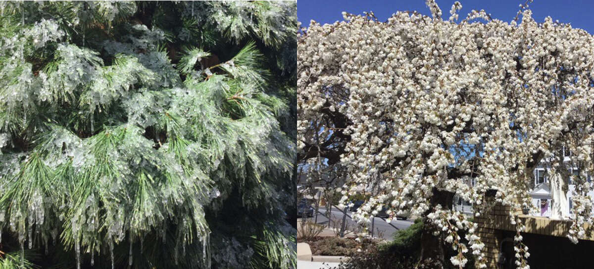 From icicles hanging off of trees a few weeks ago to trees and flowers blooming throughout the city, Spring is finally here. - Renate Sigrist photos
