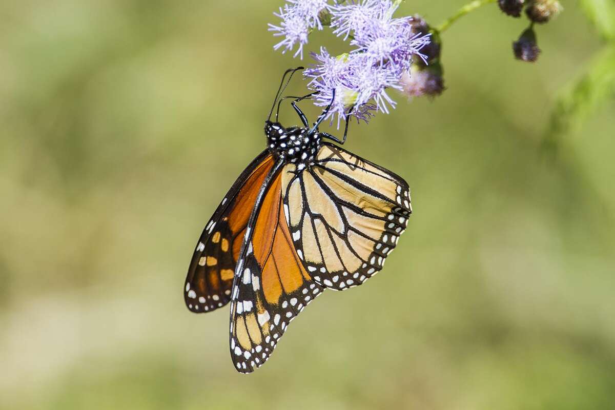 A perk of spring rain? Those butterflies fluttering around your Houston