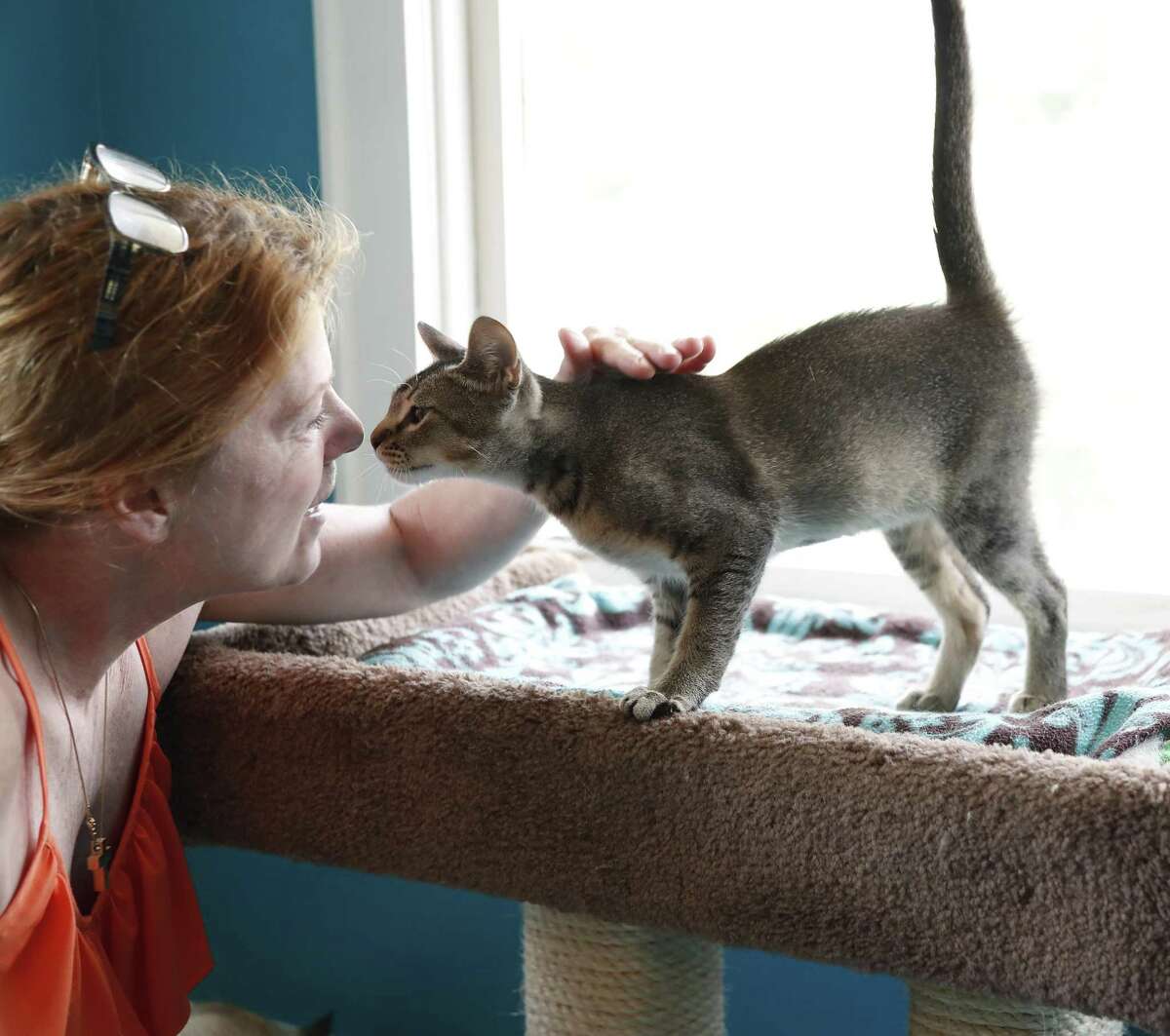 Brenda Fraley, who runs the at Save a Purrfect Cat Rescue, talks to Mason, a little Abyssinian kitten, in River Oaks, May 28, 2019.