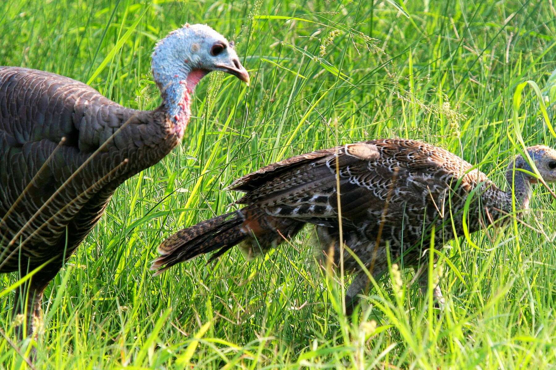 Texas Turkeys Thriving After Mild Wet Spring Texas Turkeys Thriving After Mild Wet Spring