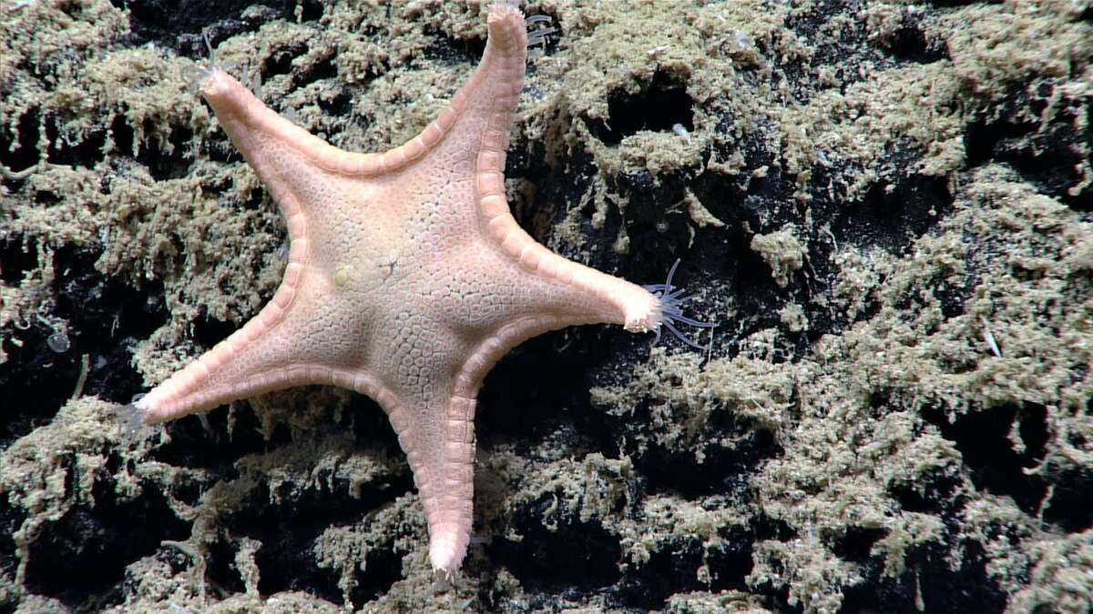 New unnamed species (Family Goniasteridae). The Goniasteridae are the most diverse sea stars known within the Asteroidea with some 260 species in 56 genera with many more still being discovered. Goniasterids occur primarily in deep-sea habitats across a wide range from 656 to 6,562 feet. (Source: National Oceanic and Atmospheric Administration)