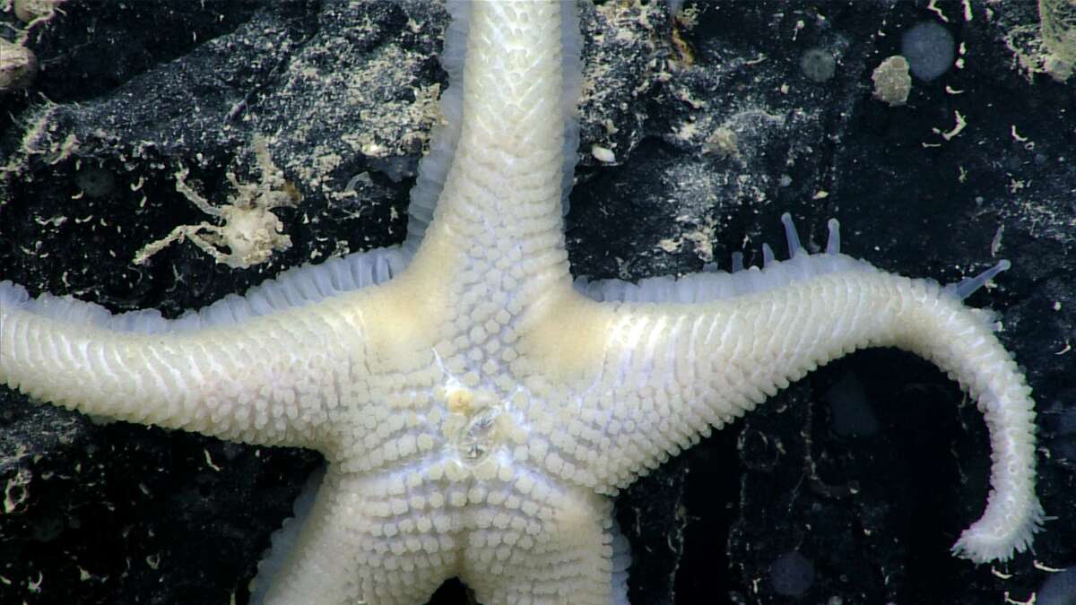 Rare sea life, including possibly new species discovered by NOAA Ship