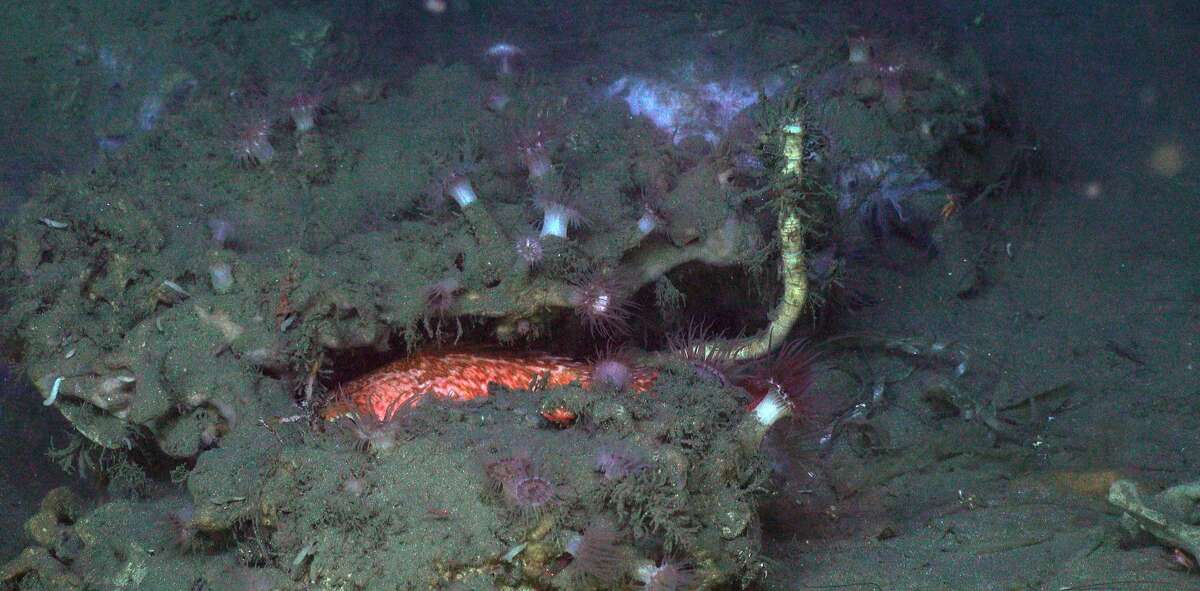 A tubeworm growing from under a carbonate outcrop surrounded by anemones and fish. (Source: National Oceanic and Atmospheric Administration)