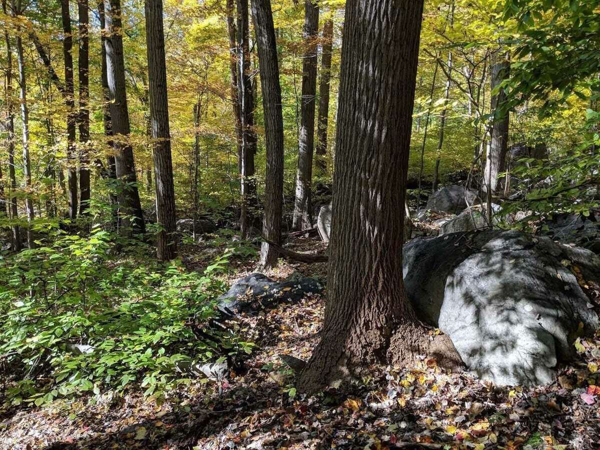Steep slopes covered in glacial boulders and a diverse canopy of mature hardwood trees at Greenwich Land Trust’s Mygatt Preserve.