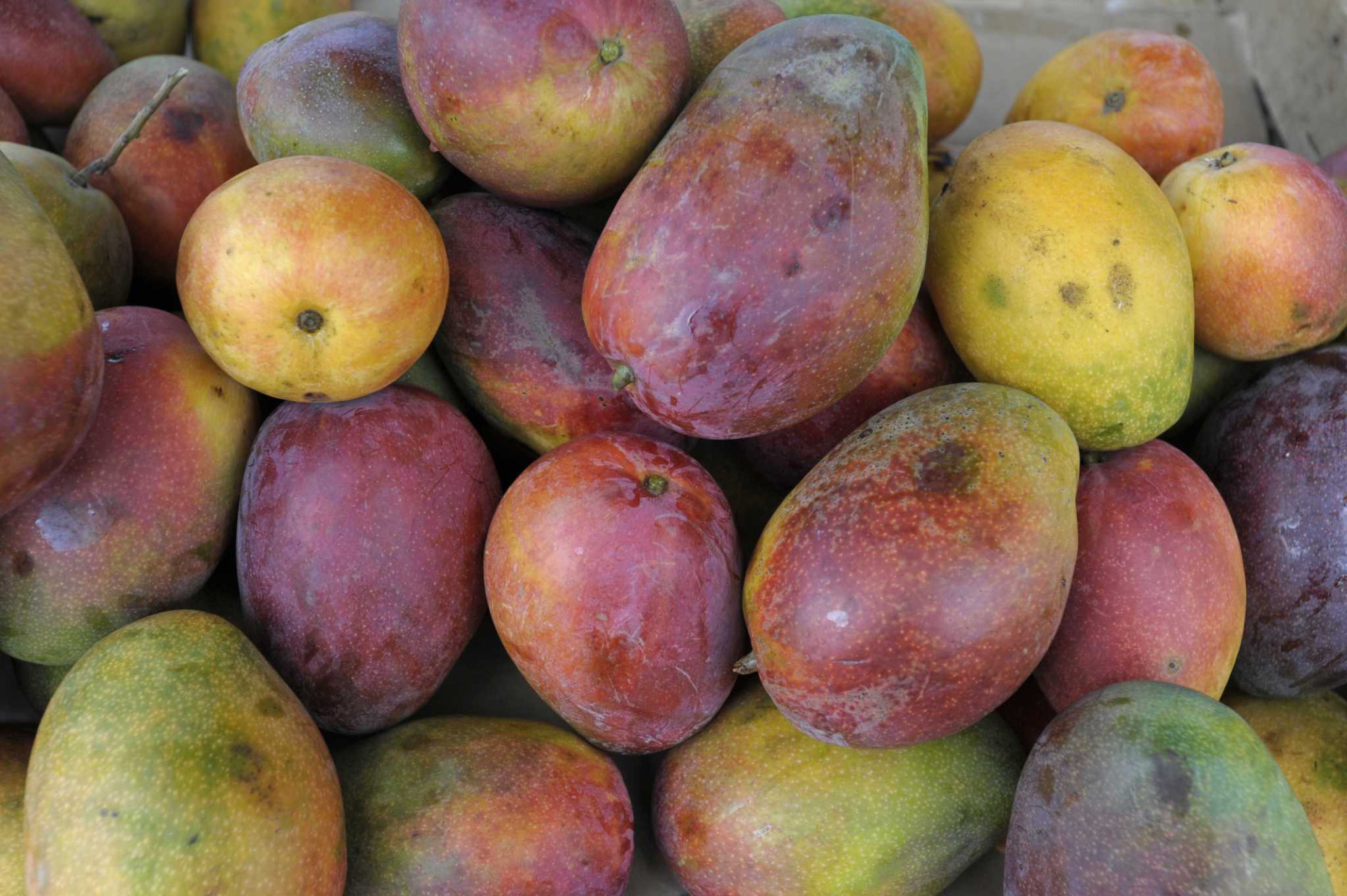 The Philippines Is Overflowing With A Surplus Of Mangoes And People Are 