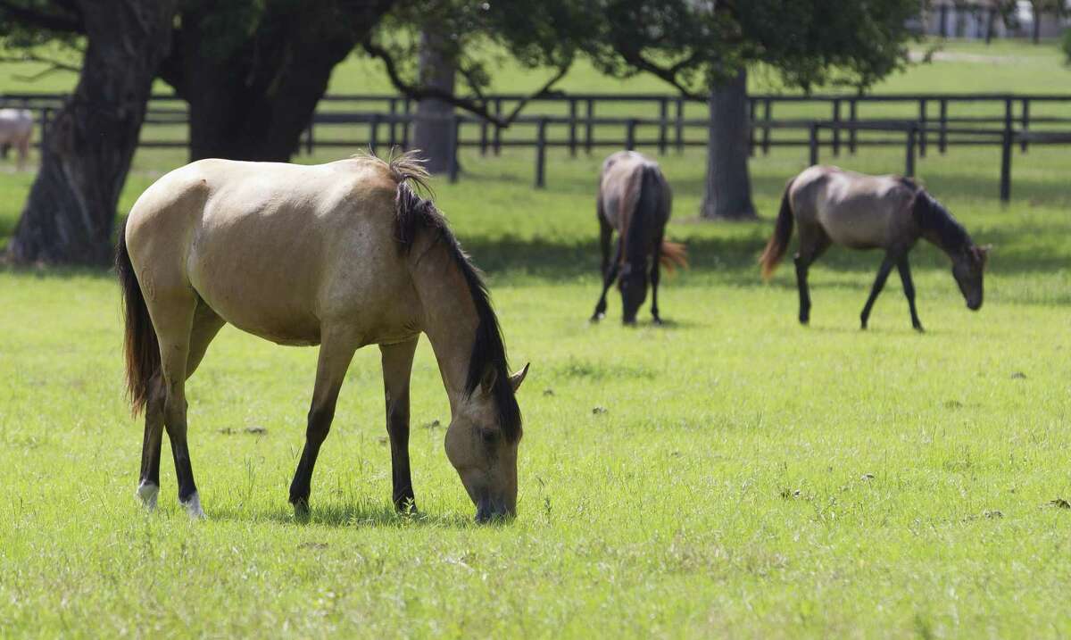 Horses graze on Inspiration Ranch’s 40-acre home in 2019 in Magnolia. 
