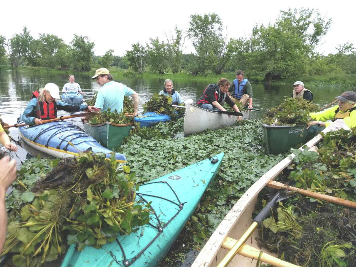 Paddlers clear invasive plants at the Floating Meadows freshwater, tidal marshland formed where the lower Coginchaug and Mattabesset rivers converge between Middletown and Cromwell.