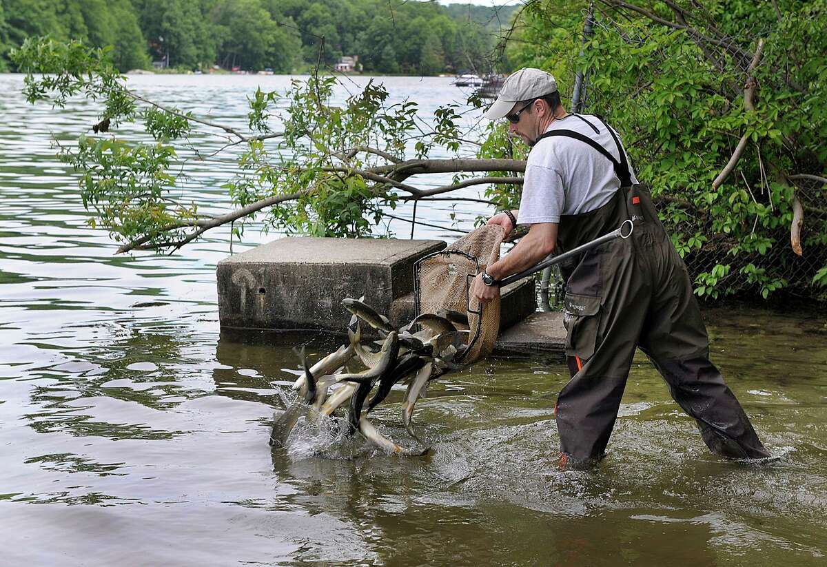 Todd Bobowick, with Rowledge Pond Aquaculture LLC. of Sandy Hook, releases sterile grass carp into Squantz Pond in New Fairfield, Thursday, June 8, 2017. In all 585 carp were added to Squantz and Candlewood Lake another 4,450 carp as part of the ongoing effort to battle the Eurasian watermilfoil, which has been spreading for years and interfering with recreational use of the water. This is the first time the sterile grass carp, which have a voracious appetite for milfoil, has been introduced to Squantz Pond.
