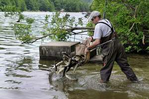 What killed plants in Candlewood Lake and how they could return