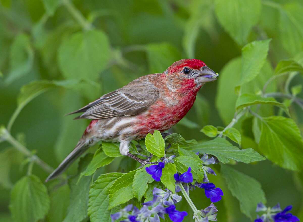 House finches show their colors for mating season