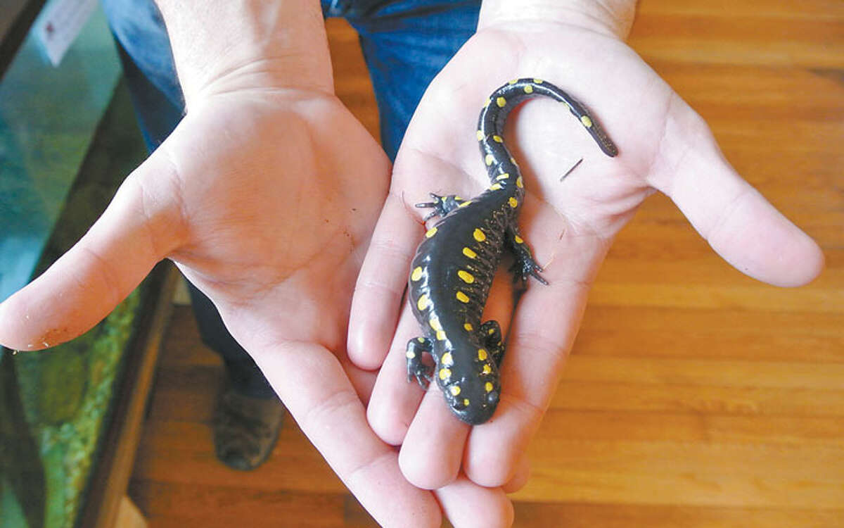 This spotted salamander is a resident at Woodcock Nature Center. —Jeannette Ross photo