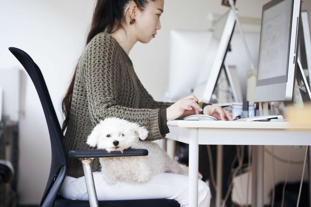 Studies have shown that allowing dogs in the office help reduce stress and boost collaboration between teams. So which companies are the dog-friendliest in the U.S.? Keep clicking to find out. *Note: Images used are stock photos of very good dogs in offices, not necessarily photos in the offices mentioned.