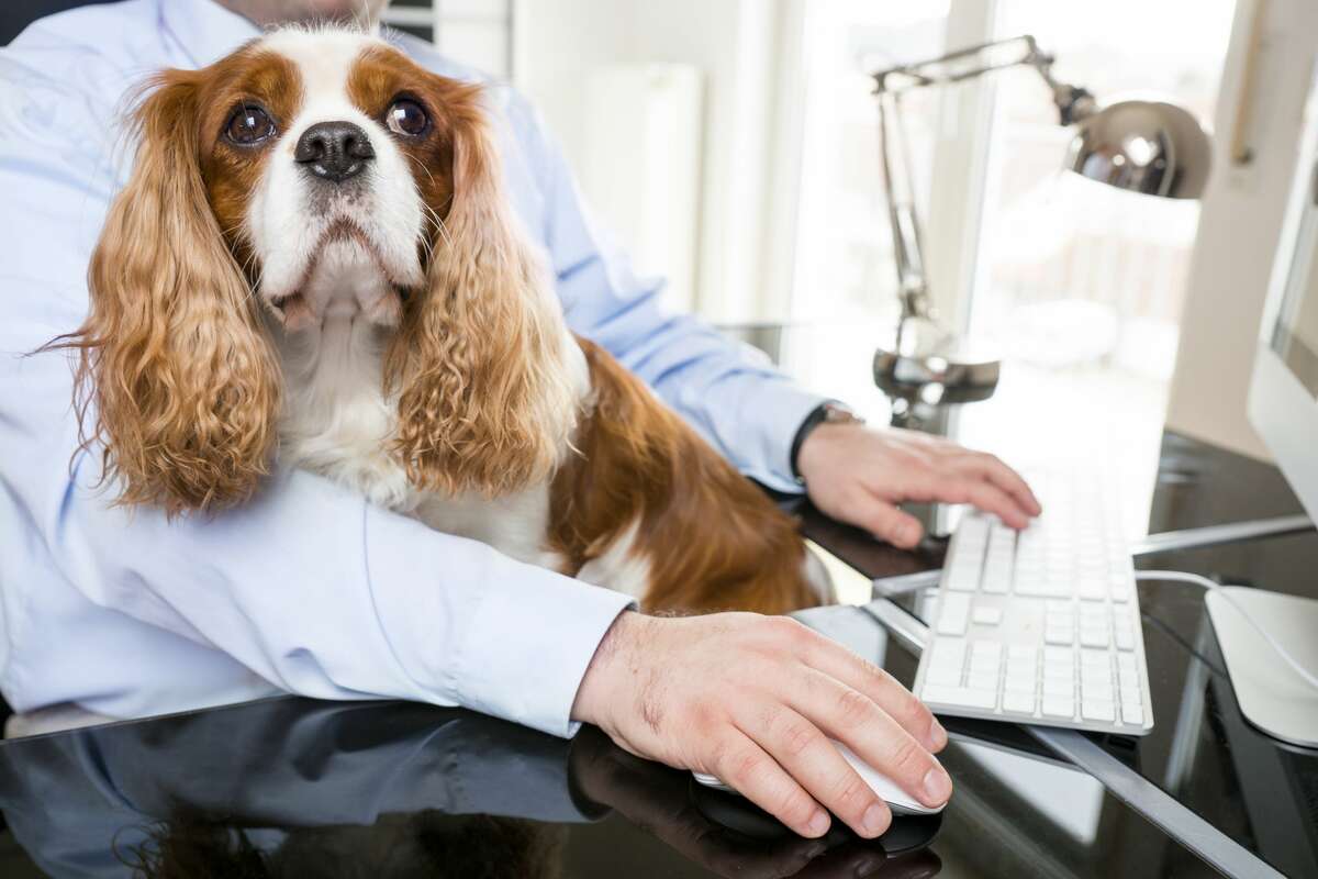 Here's what we know about the opening of Washington's businesses