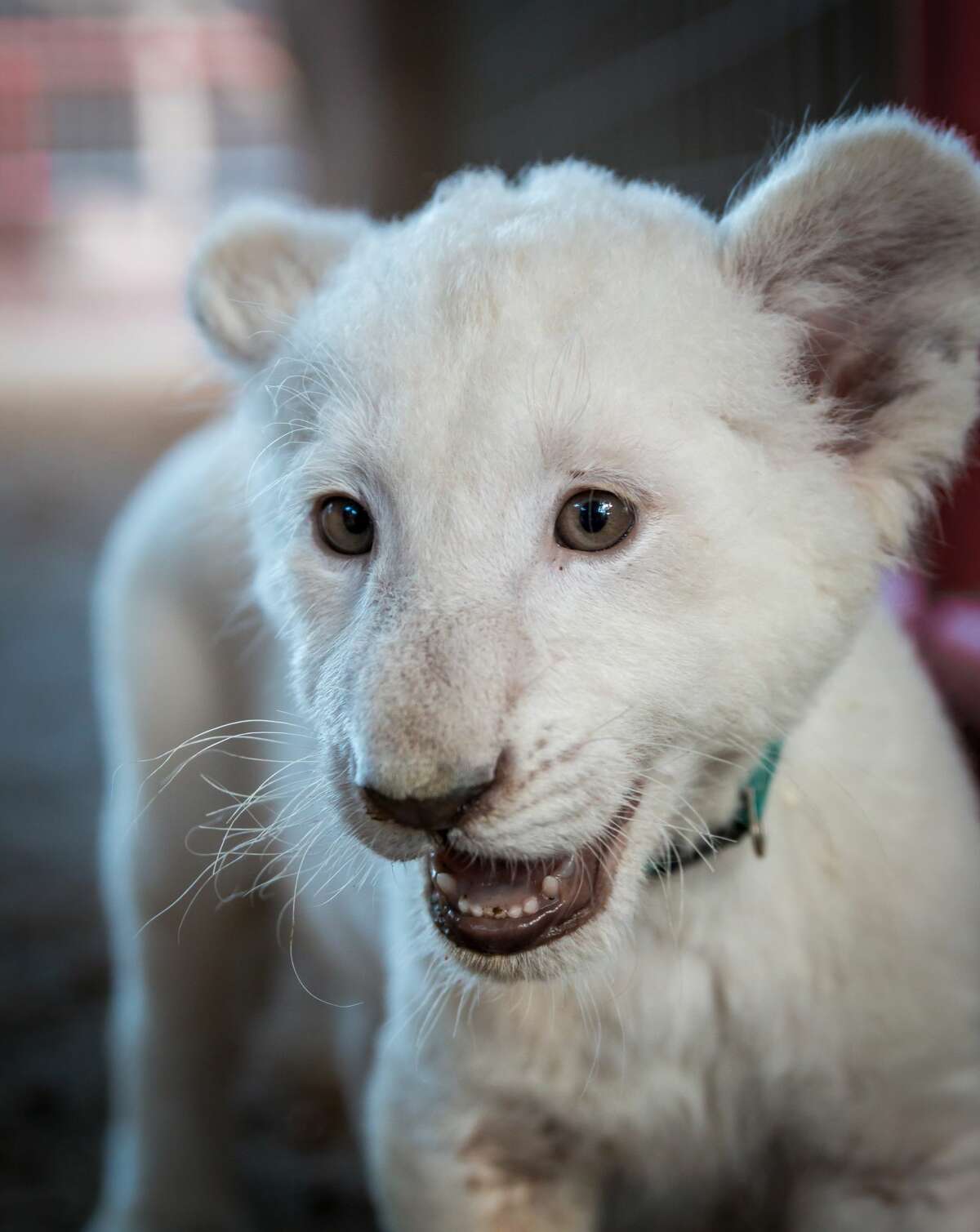 A sneak peek at the Animal World and Snake Farm Zoo's two new white